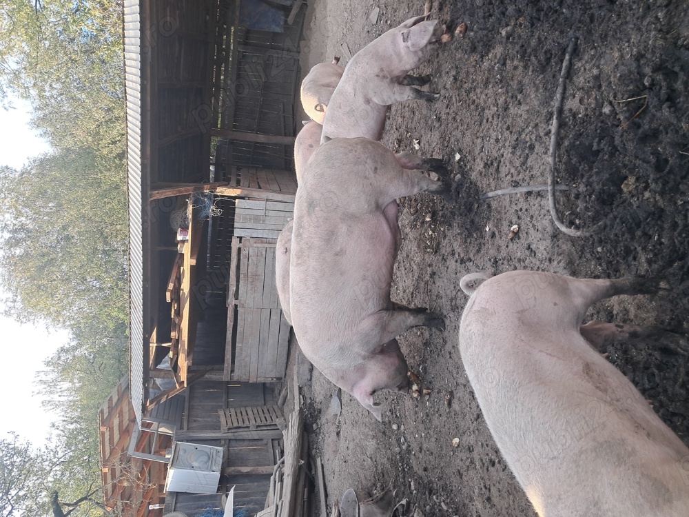 Porci de vânzare 