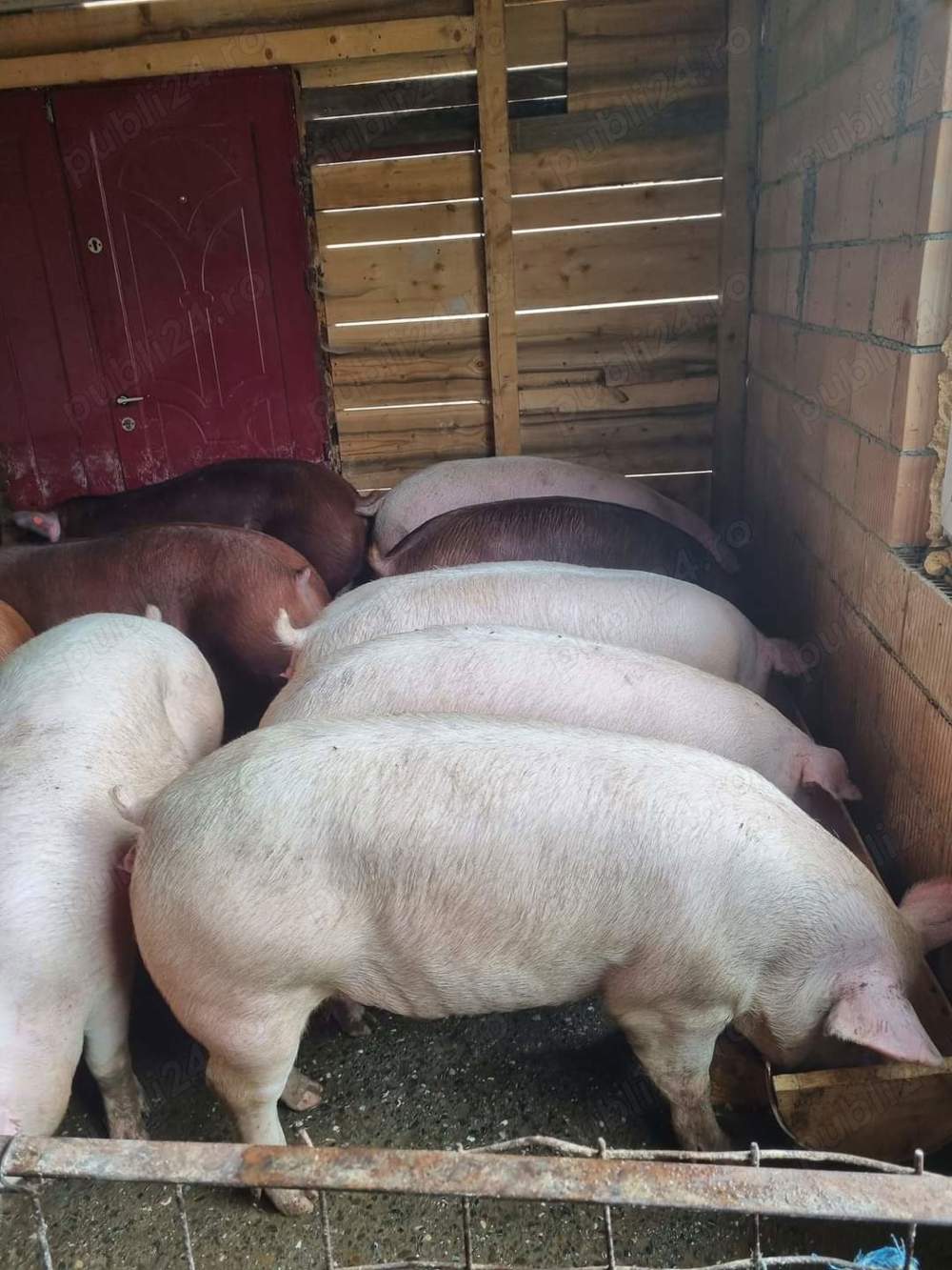 Porci de carne crescuți cu porumb și uruiala 