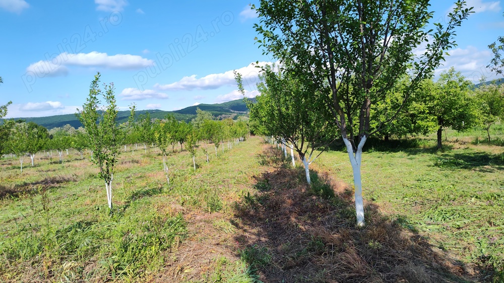 Anunț Vânzare Teren în Comuna Musatesti, Arges