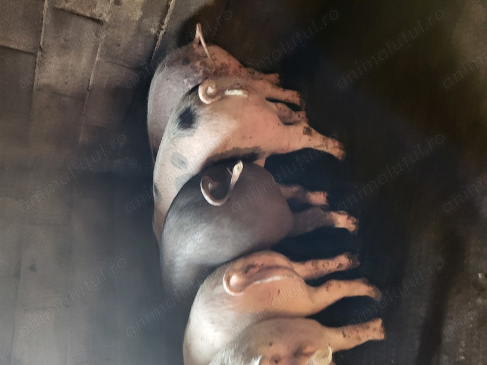 scrofite reproducere 