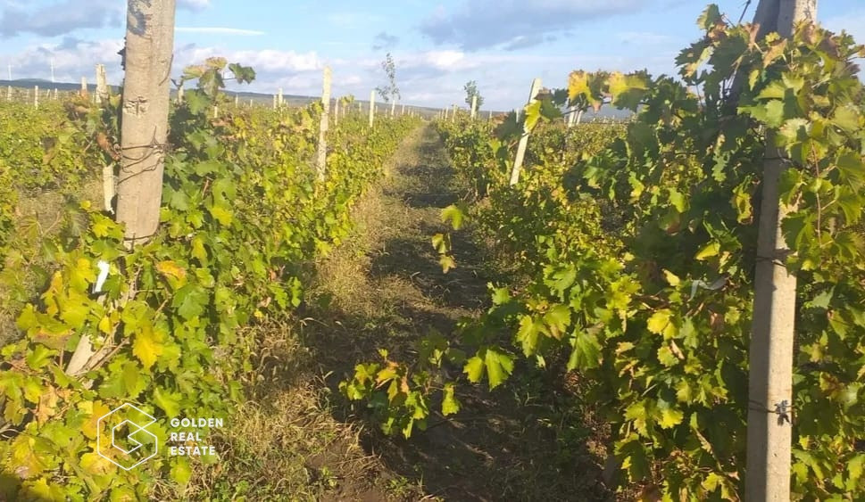 Teren Arabil Comuna Calugareni, Giurgiu