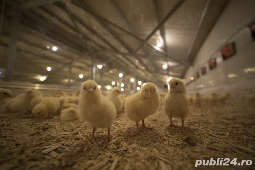 Muncitori necalificați  Muncitori necalificați