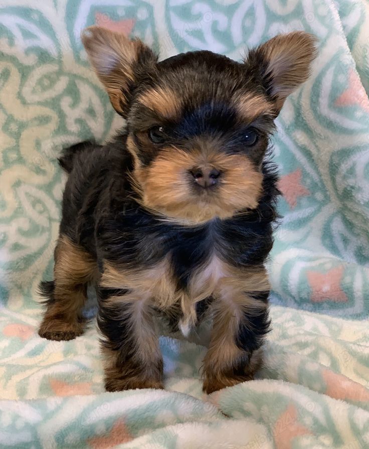 Pui Yorkshire Terrier mini toy