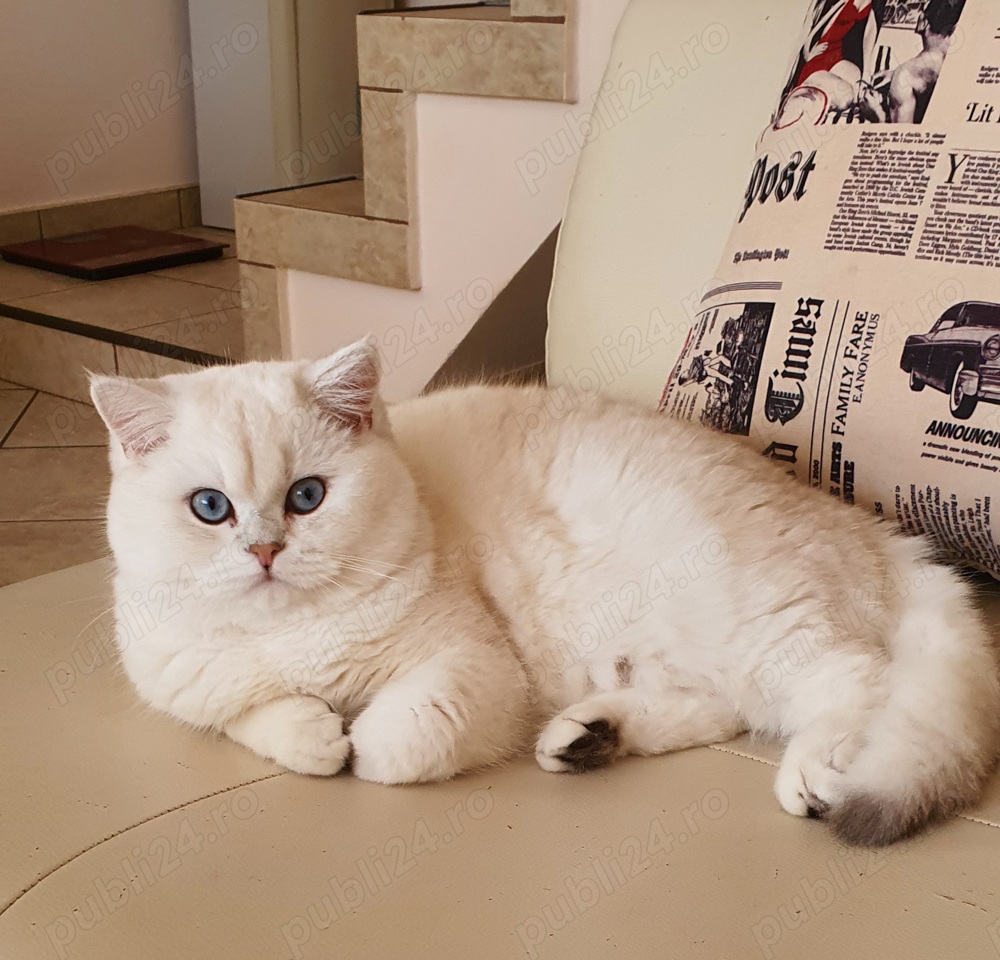 Pisicute british cu pedigree