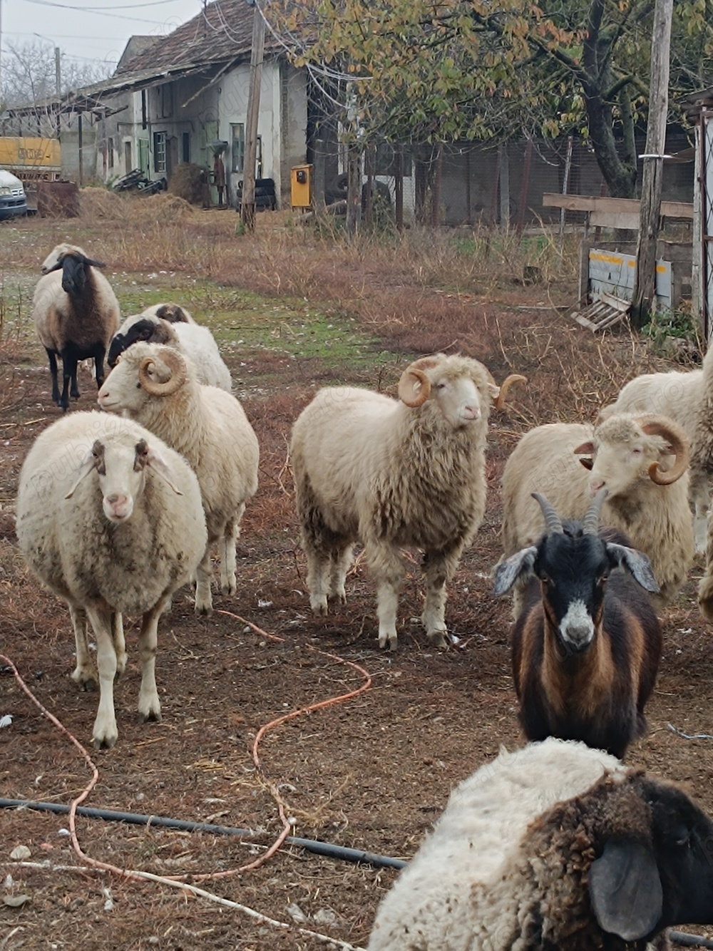 Berbeci si berbecuți de vânzare  Berbeci si berbecuți de vânzare