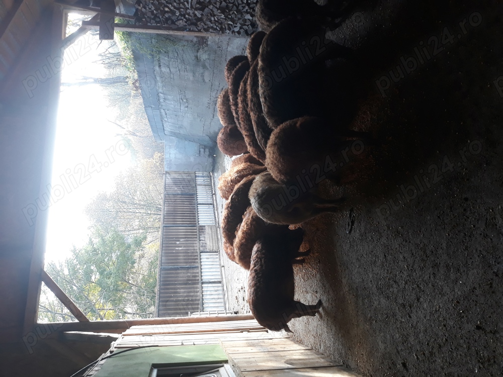 vand porci mangalita