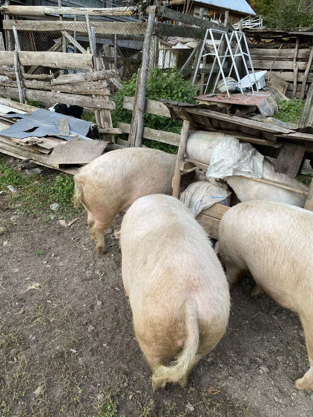 Porci de vânzare în Valea Lupsii