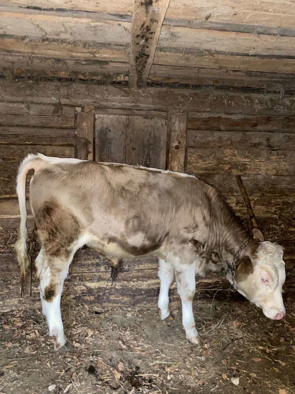 Vând vițel mare, tăuraș, Valea Lupsii 