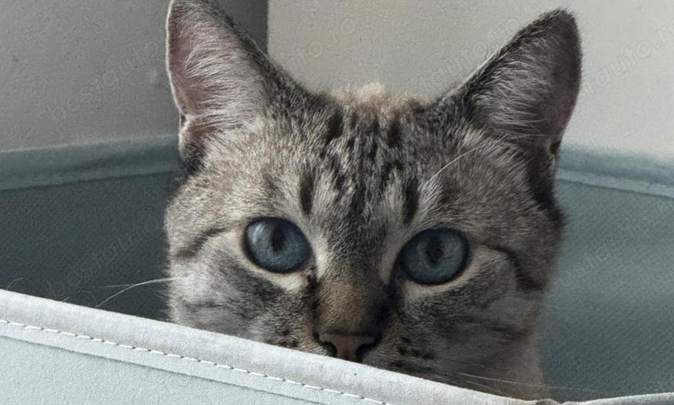 Matematica? Ce simplu e !!!!! = 0727809907 = PROFESOR.