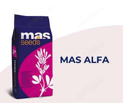 samanta lucerna import Franta, MAISADOUR - soiul MAS ALFA 4