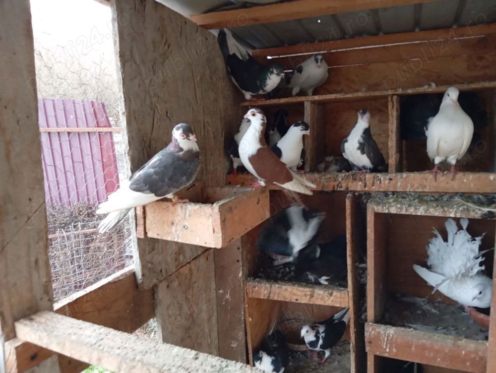 Galateni negri cu alb