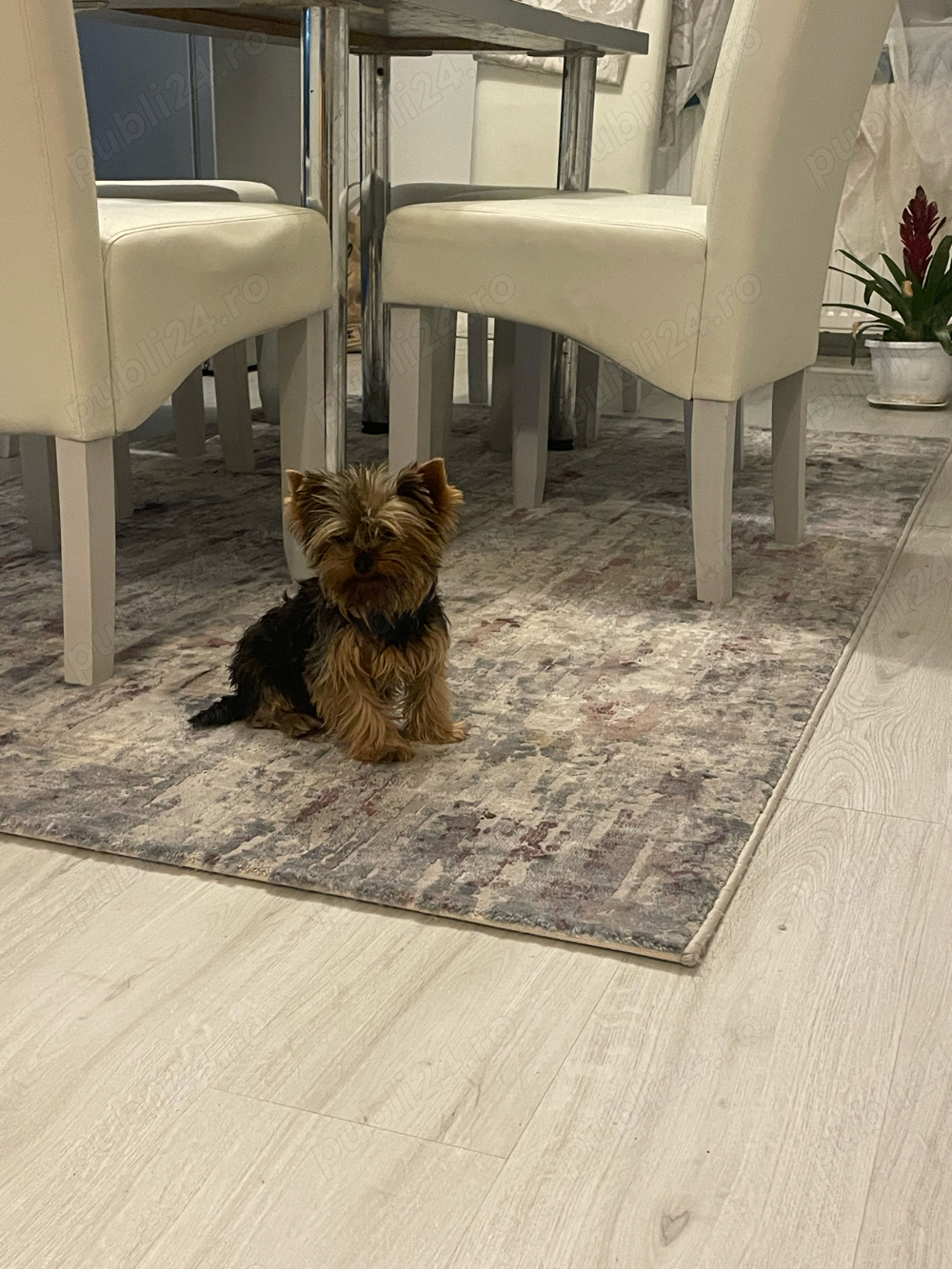 Mascul yorkshire terrier