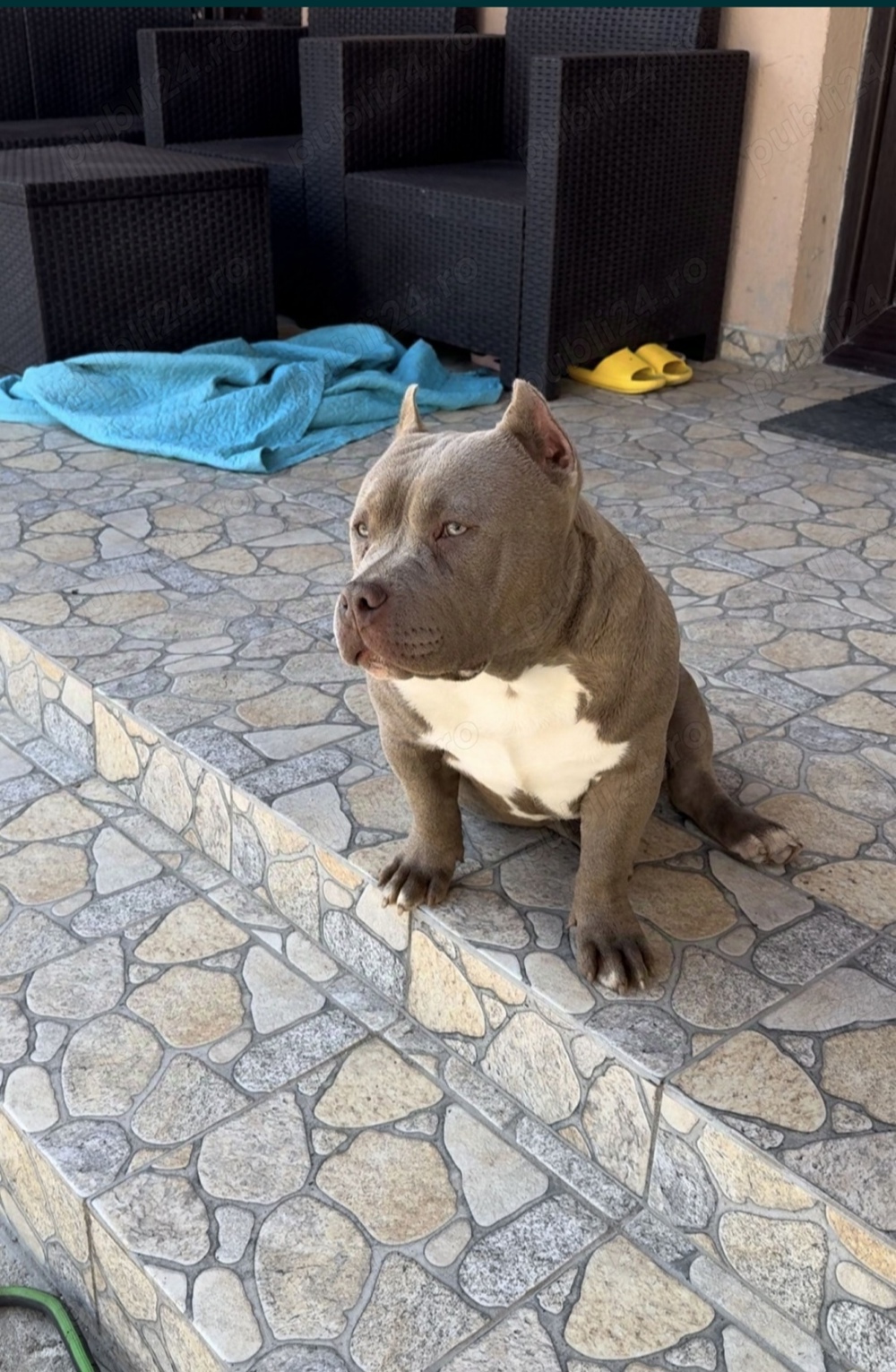 American buly poker cuminte American buly poker cuminte