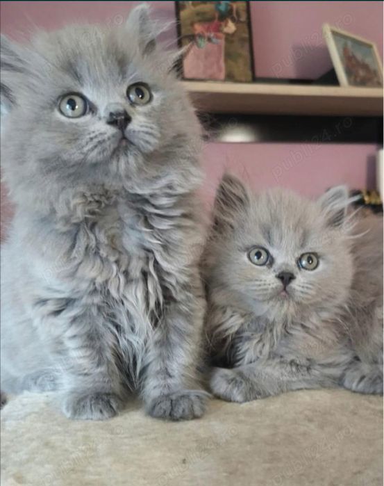 Cel mai frumos cadou de Sărbători! O jucărie cu viață! British blue longhair