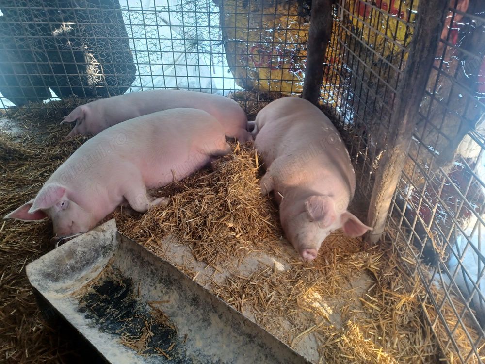 Vând porci grasi Vând porci grasi