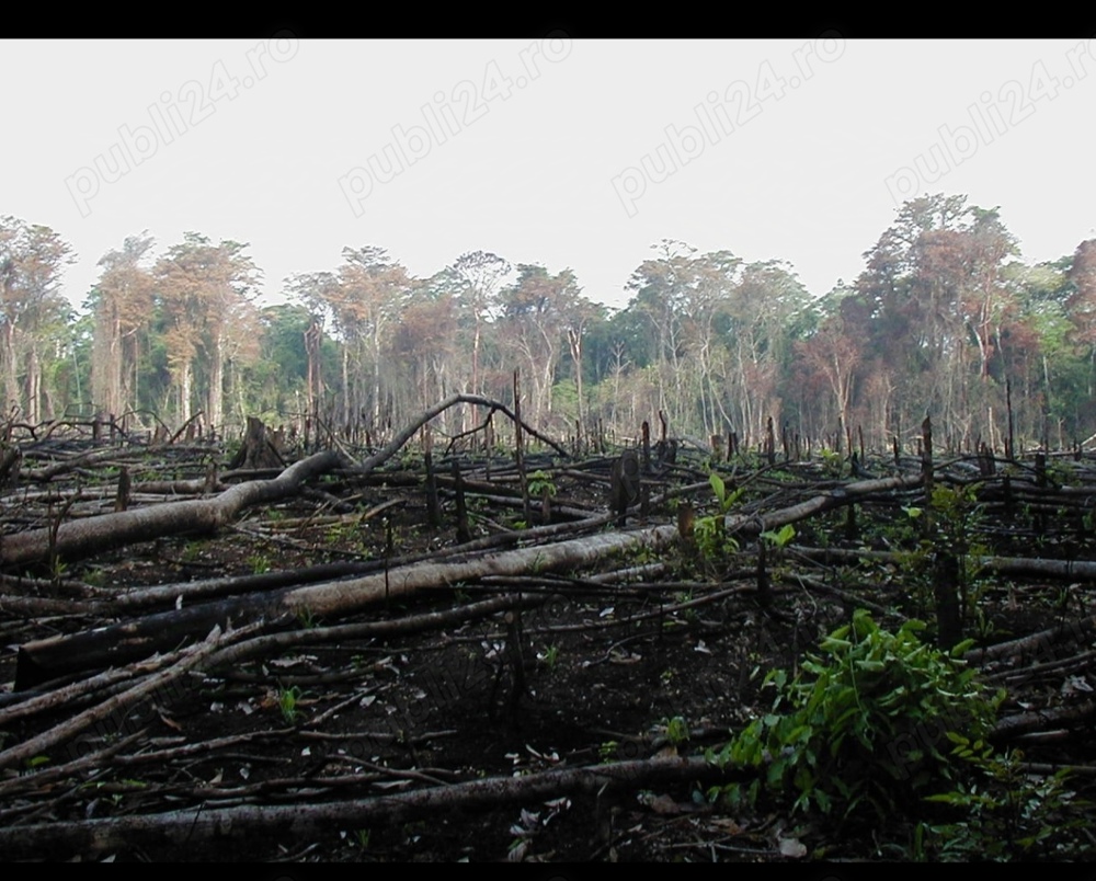 defrisari taiat pomi curatat arbori arbusti
