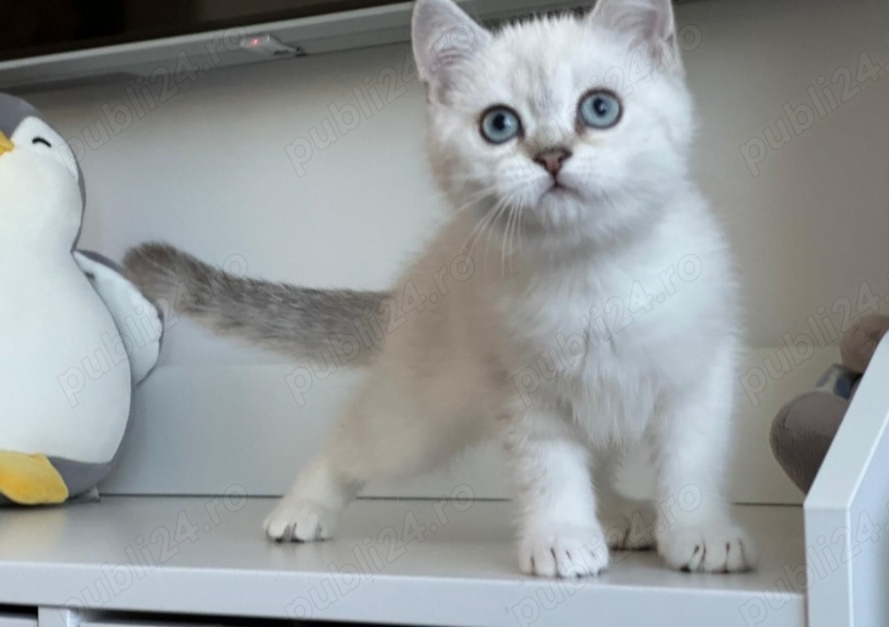 Ragdoll puiuți disponibili imediat 