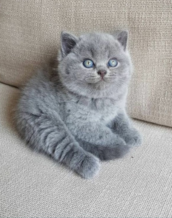 Cel mai frumos cadou pentru cei dragi! Un pluș cu viață! British shorthair 