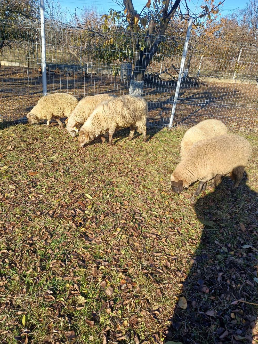 miei și oi de vânzare  miei și oi de vânzare