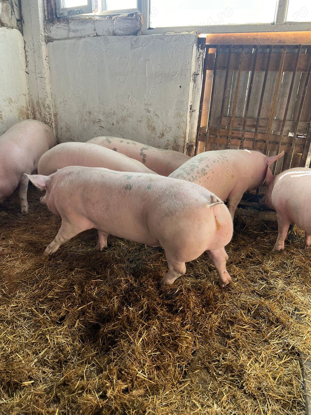 Vand porci de tara Arges Vand porci de tara Arges