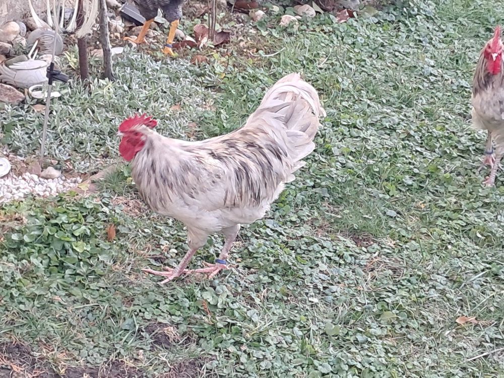 Vand cocosi tineri din rasele australorp si plimuth rock barat  Vand cocosi tineri din rasele australorp si plimuth rock barat