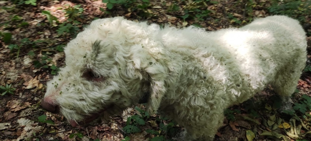Lagotto Romagnolo Trufe