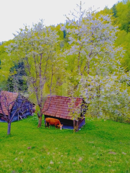 Teren intravilan agricol in Bran - Brasov