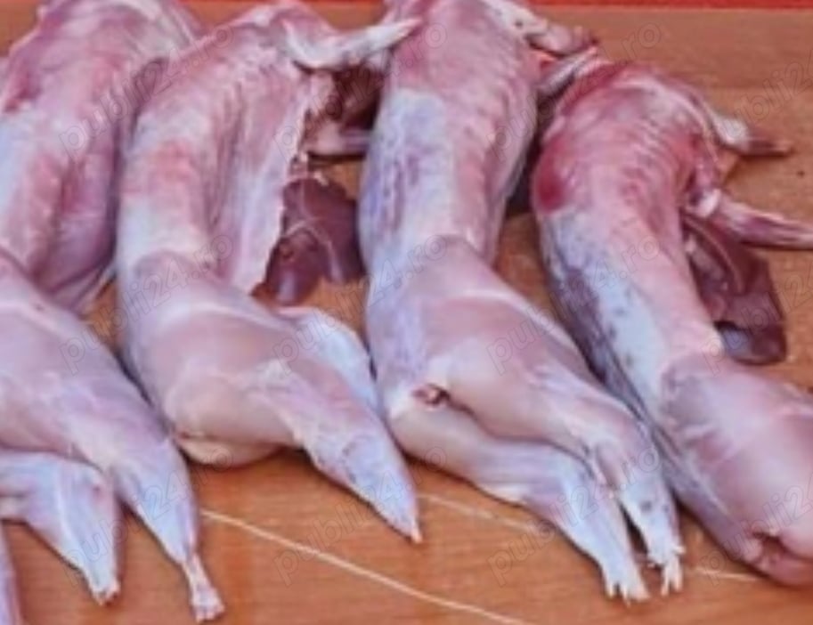 Vand carcasa de iepure Hycole Franceze !!