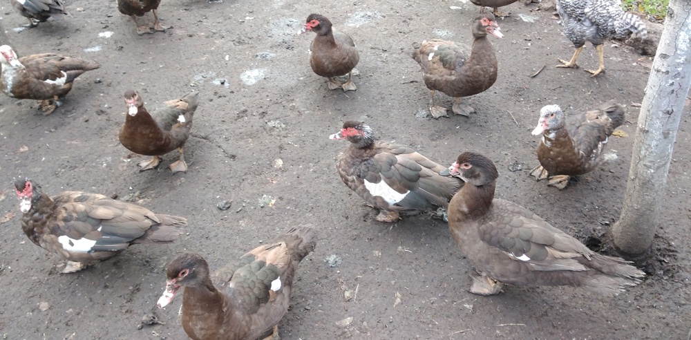 Rate lesesti  Rate lesesti