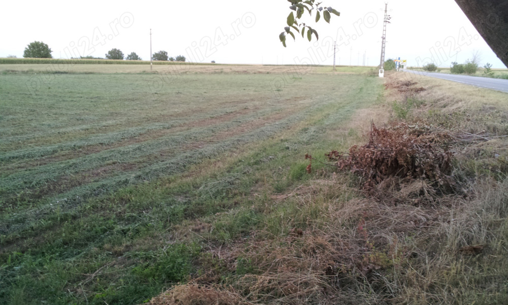 teren 8400m Carpinis, Timis 