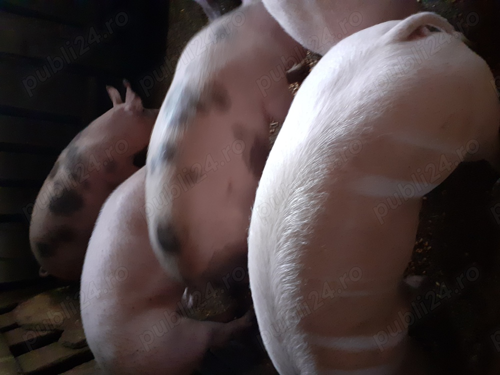 Vand porci rasa de carne 