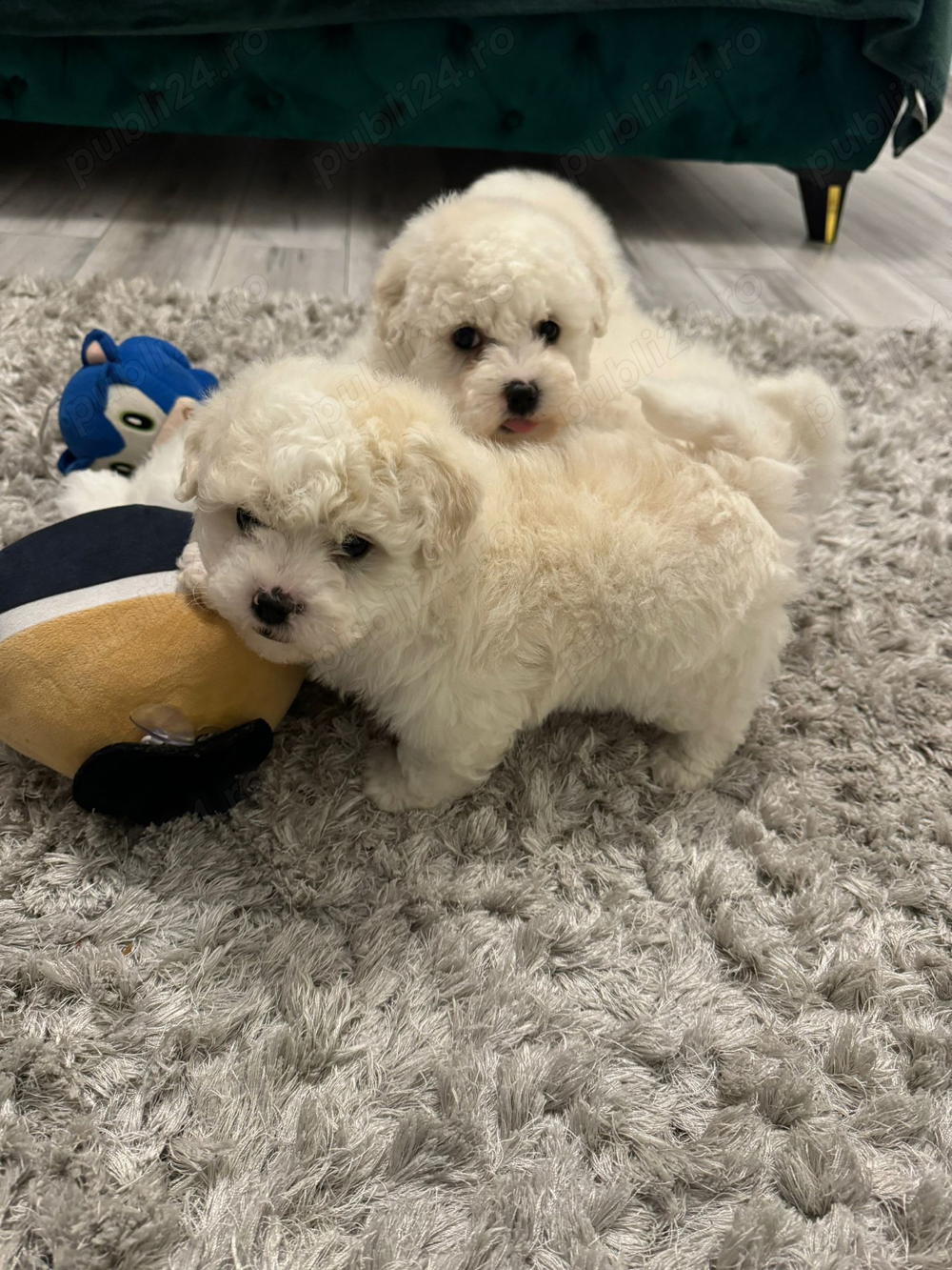 caniche albi crem 2 luni