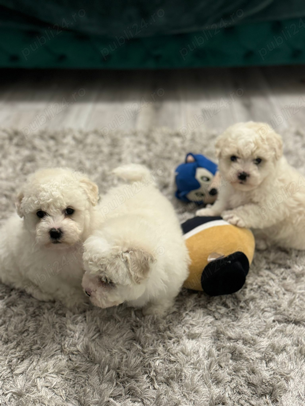 pudel alb 2 luni vaccinat