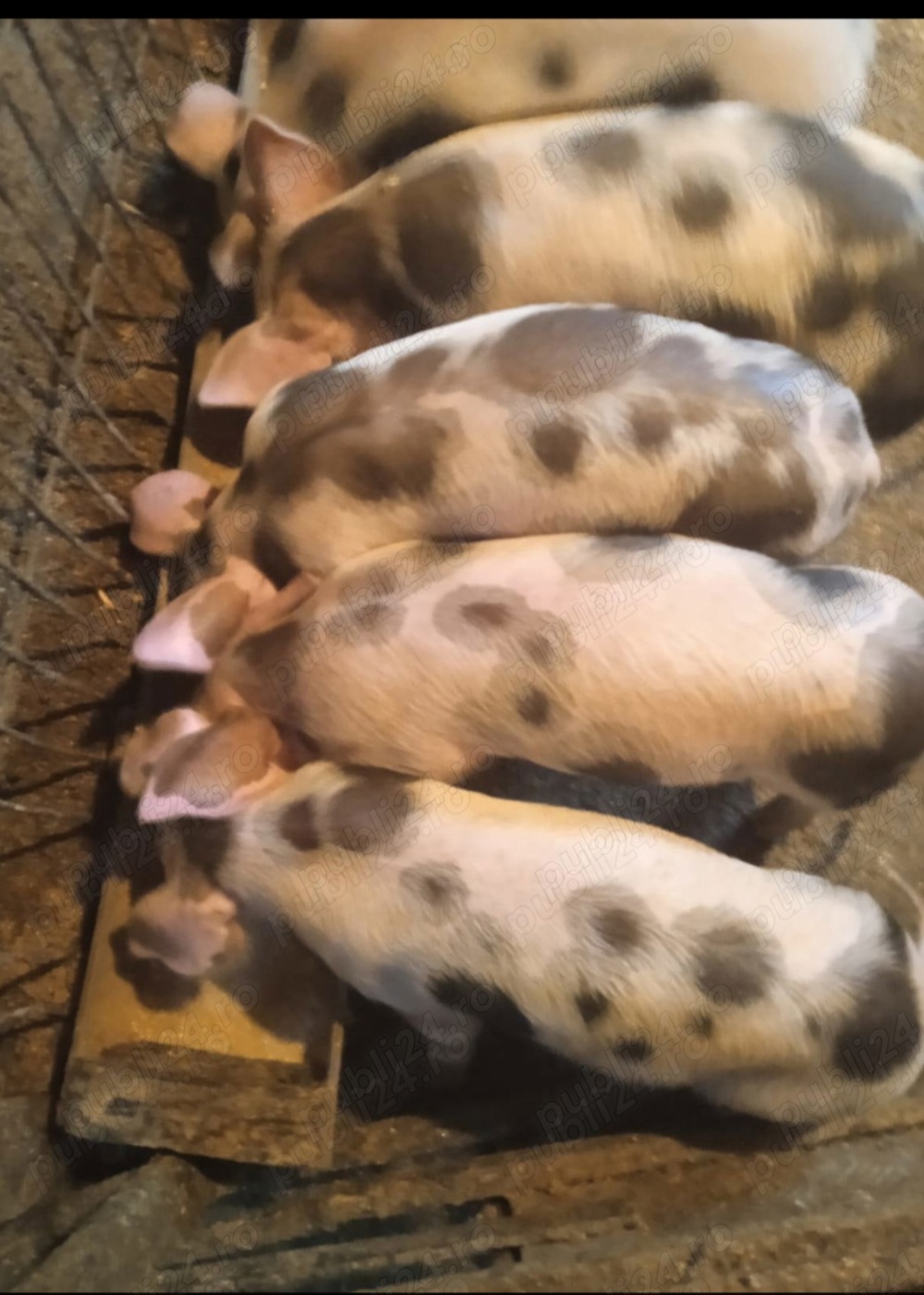 Vand purcei Vand purcei