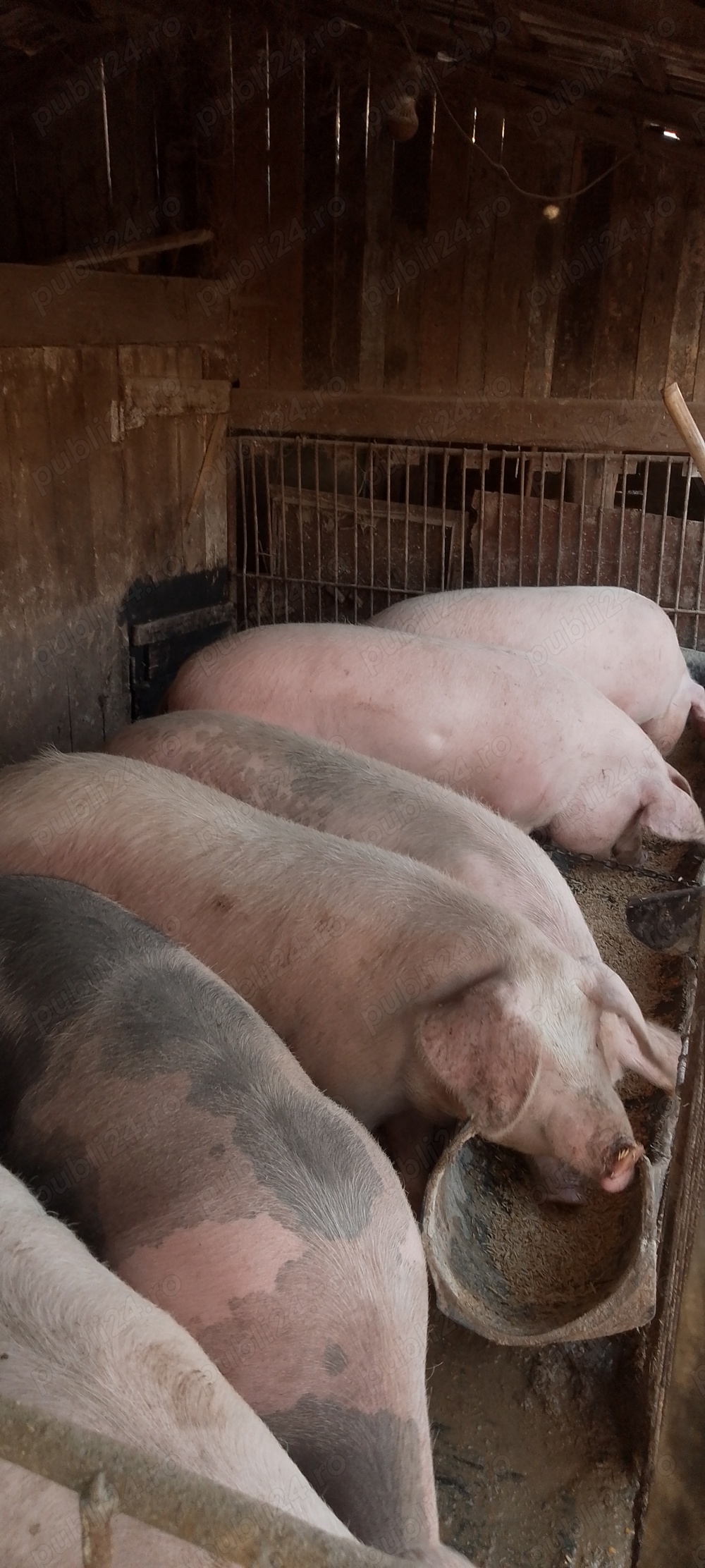 Porci albi de vânzare,metis carne cu Bazna  Porci albi de vânzare,metis carne cu Bazna