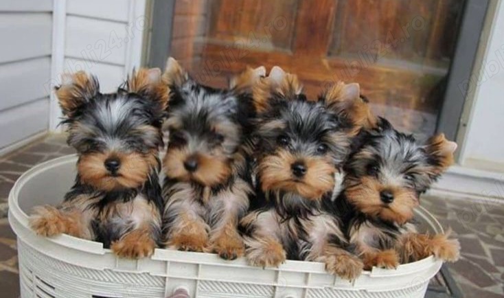Asigur transport !!! Pui Yorkshire Terrier femela cu Pedigree !!!