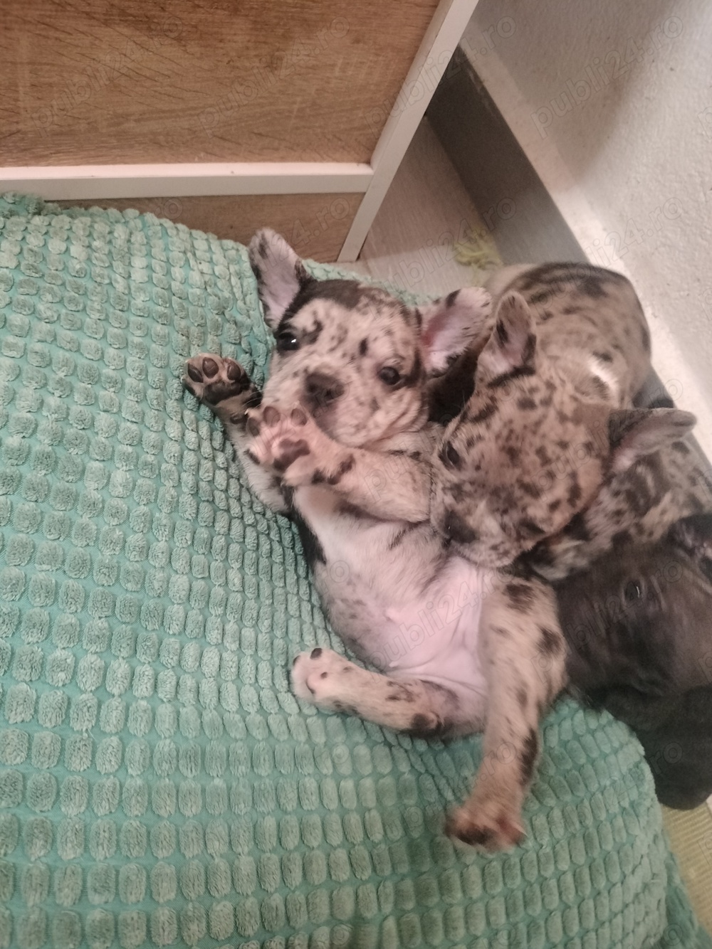 Bulldog francez transport gratuit 