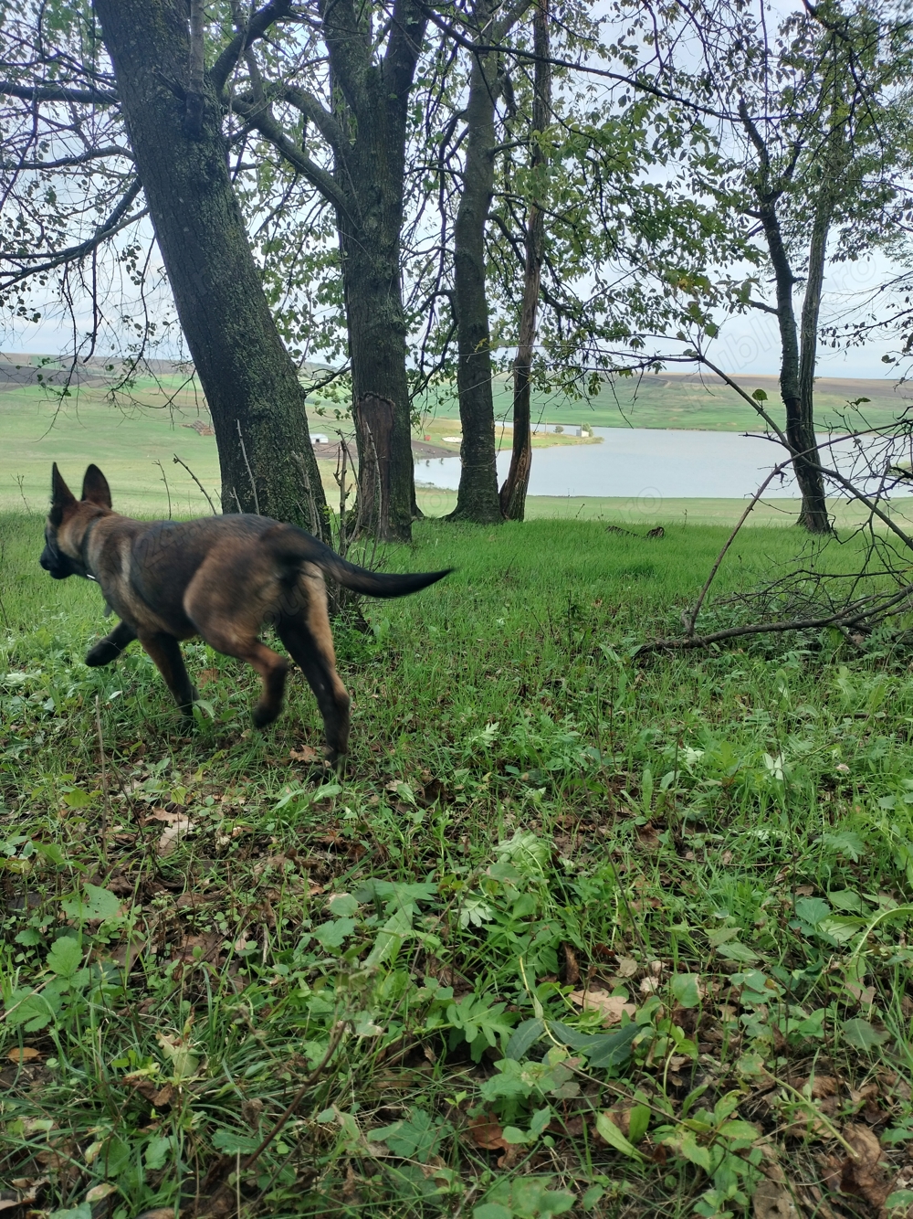 Vând Caine Ciobanesc Belgian  Vând Caine Ciobanesc Belgian
