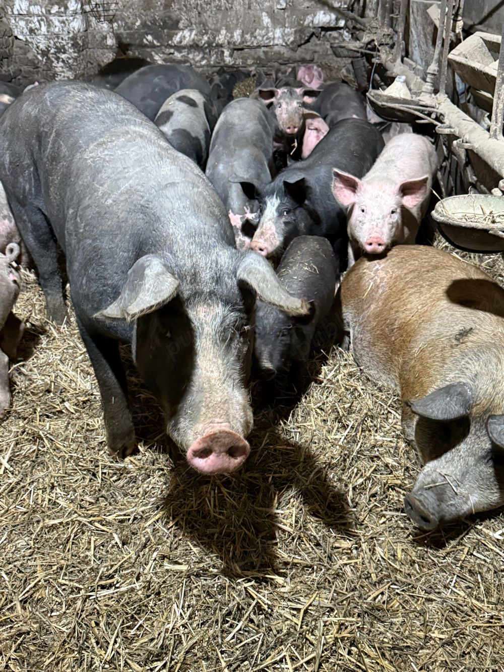 Purcele gestante 15 lei kg