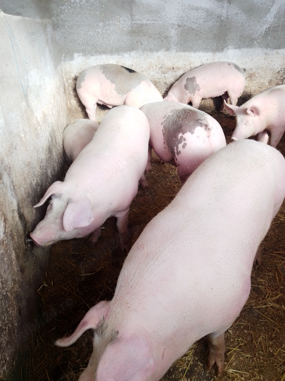 Vând porci de carne 