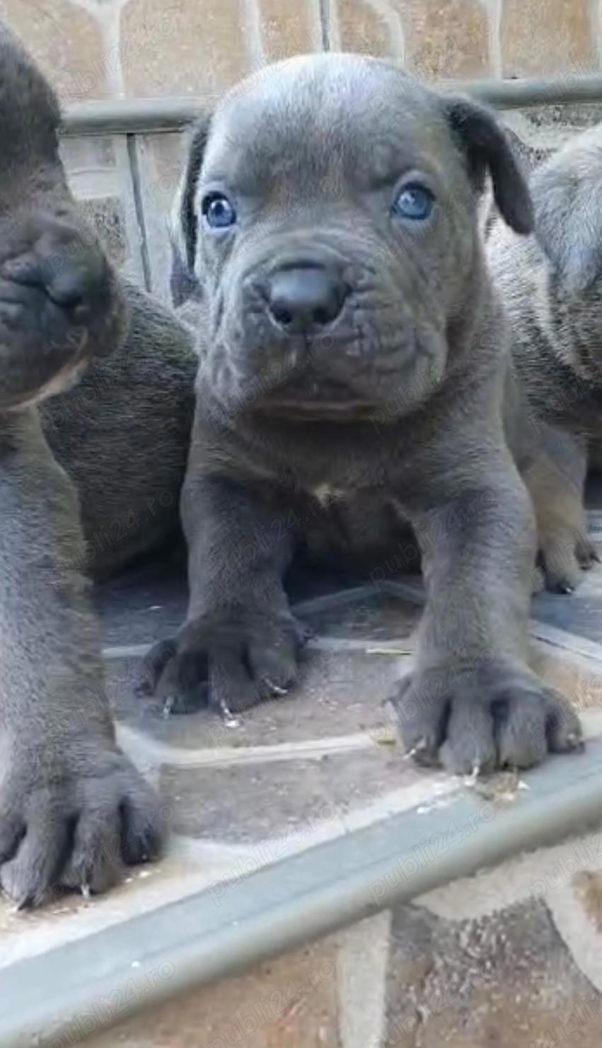 v nd  cane corso