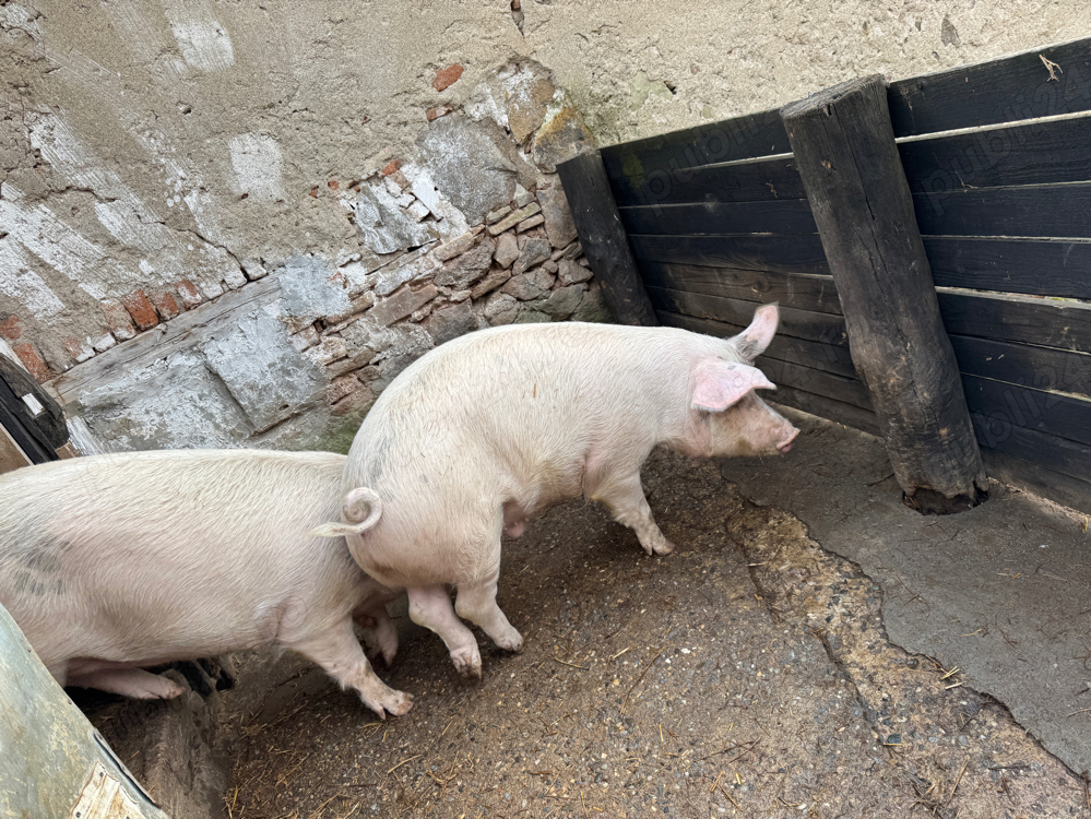 Porci de taiat aprox 140 kg