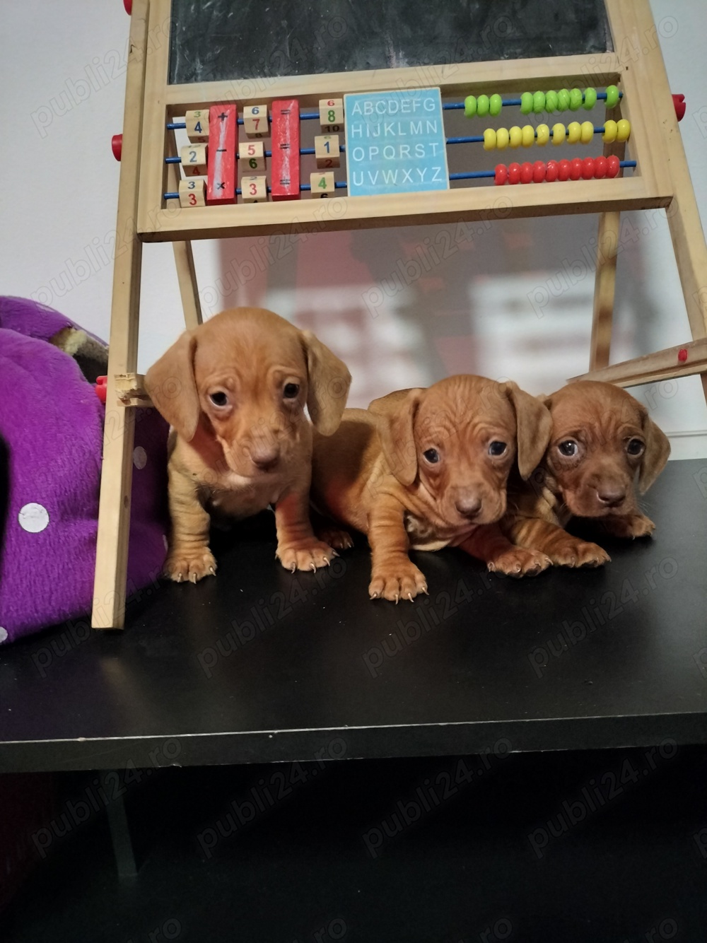 Teckel pitic rasă pură transport gratuit 