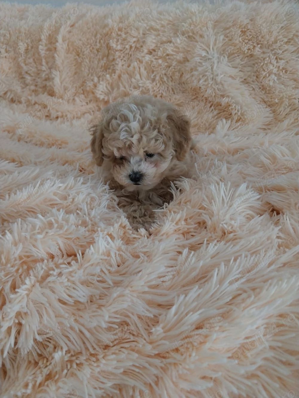 Maltipoo puiuț disponibil 