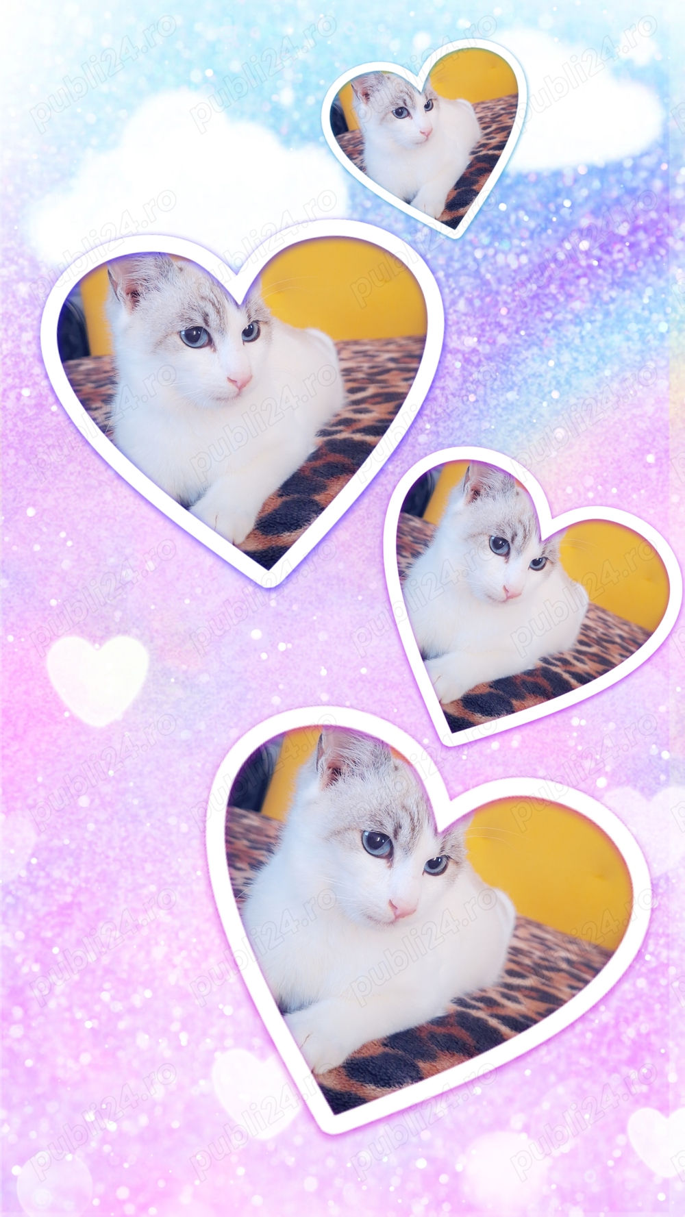 Ocazie unică! Fată Birmaneză vârstă 2 luni! Un pluș cu viață! Cel mai frumos cadou de Crăciun!