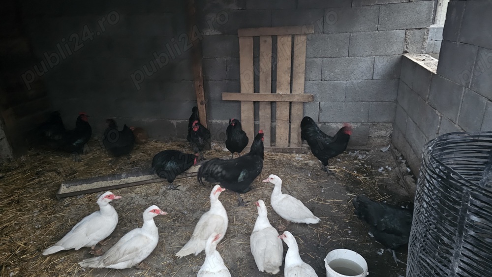 Rate mute de vanzare 