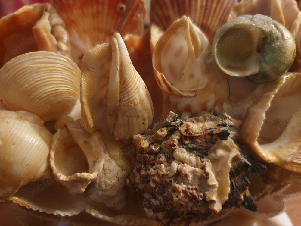 Vand decorațiune acvariu 