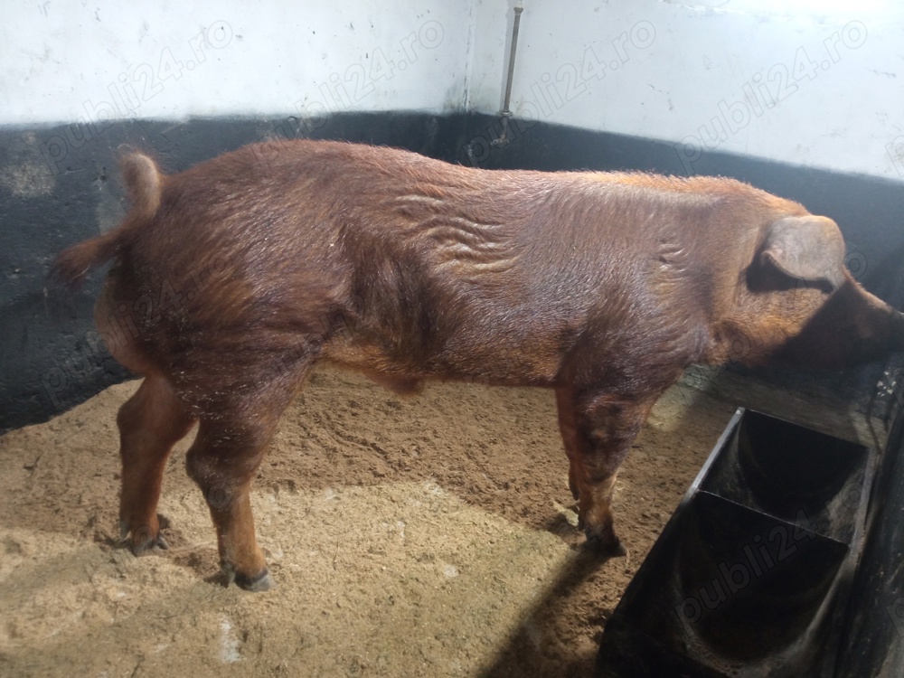 Material seminal vieri!