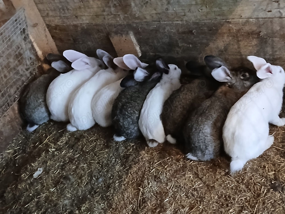 Iepuri Uriași German