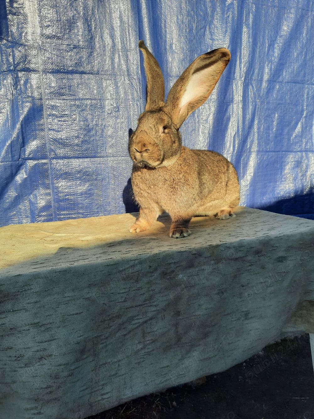 Iepuri Uriaș German